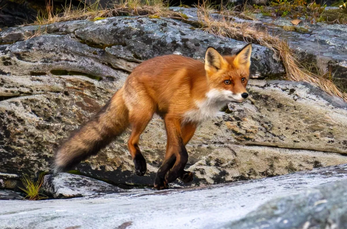 Fox on the rocky shoreline