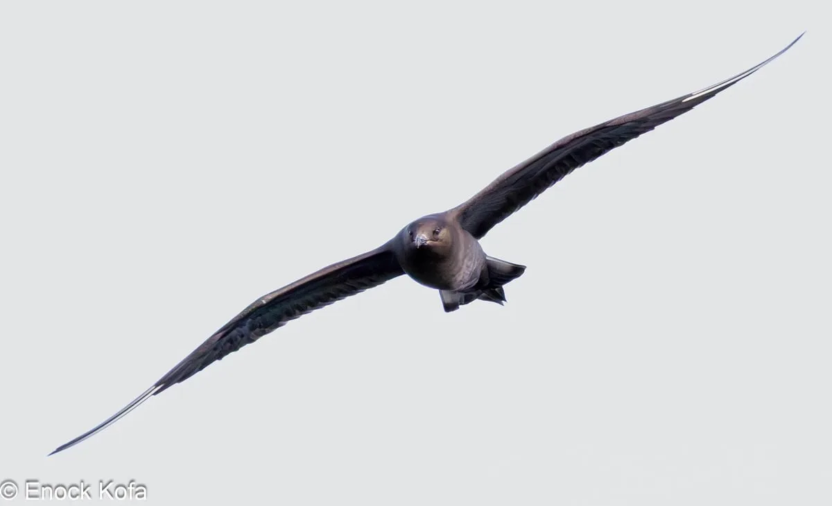 Bird flying above the sea