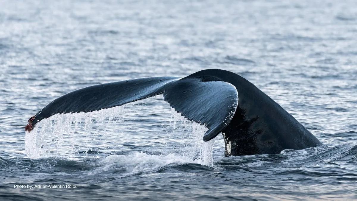 Whale tail rising from the sea