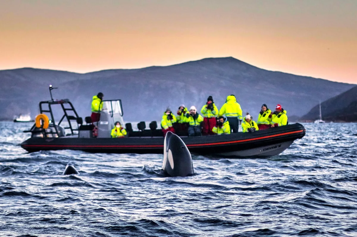 RIB passengers watching an orca surface