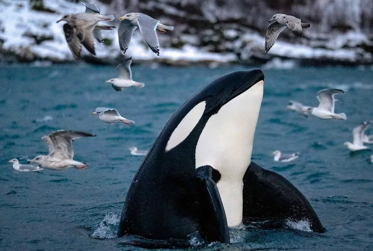 Orca surfacing with seabirds overhead