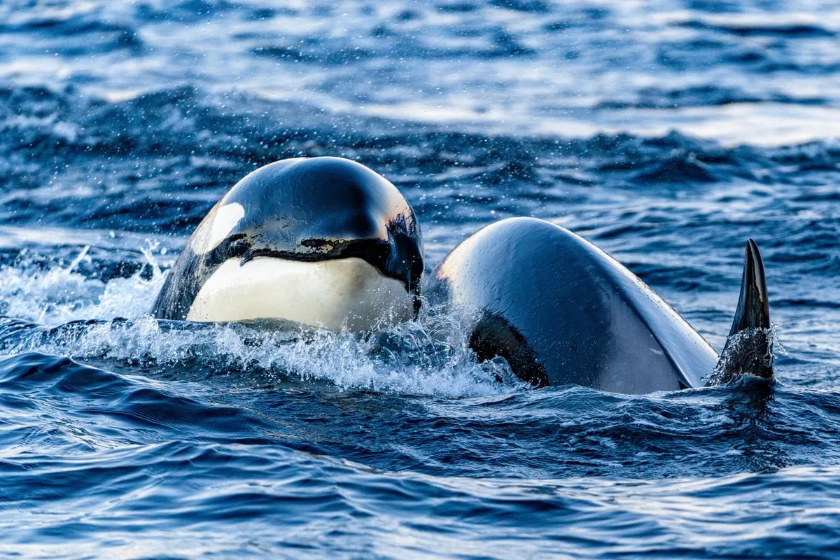 Orcas surfacing in blue water