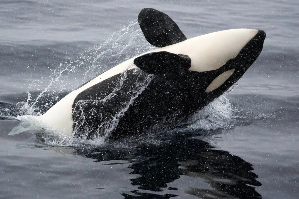 Orca surfacing beside the boat