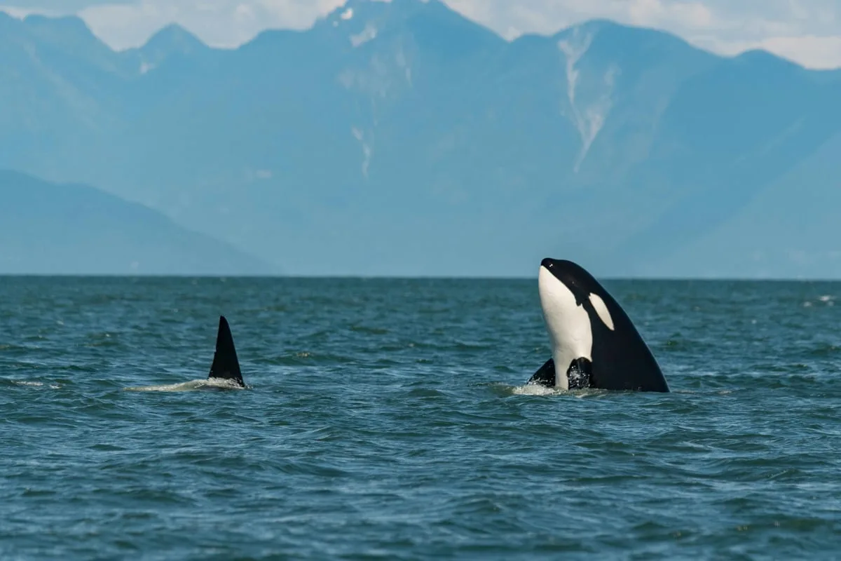 Orca breaking the surface