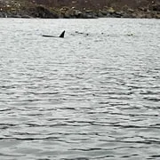Orca near the shoreline photographed by guest Catherine