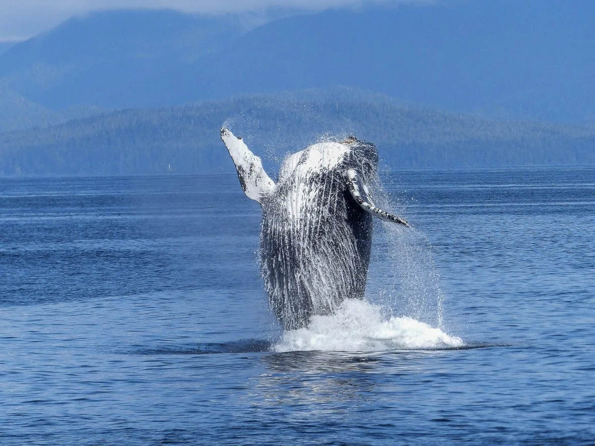 Whale breaching above the sea