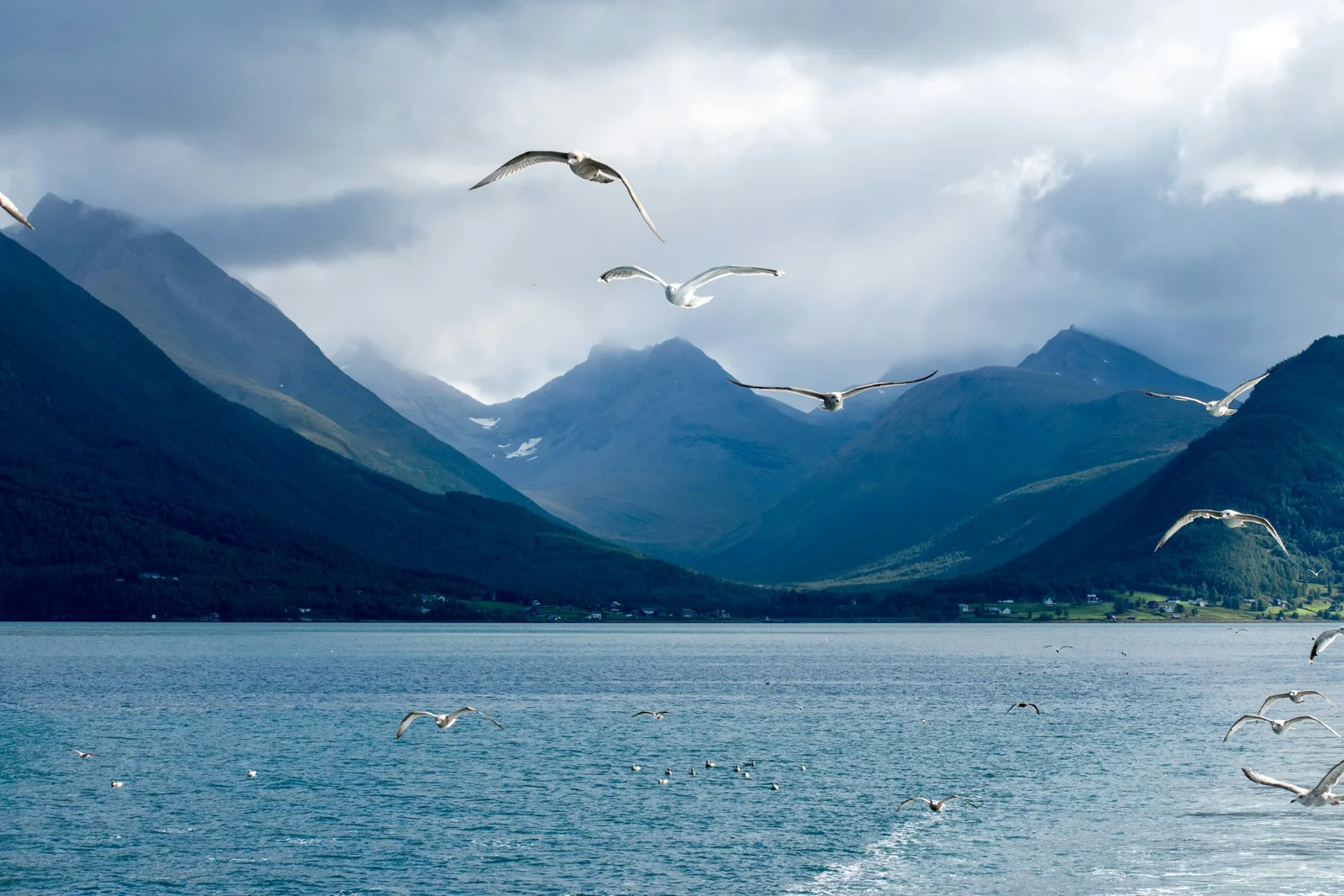 Seagulls flying over blue fjord water with mountains in Tromso, Norway